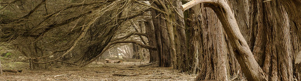 Forest full of bare trees with branches angled down to the left